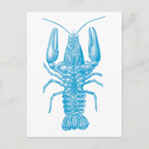 Blue Lobster Vykort