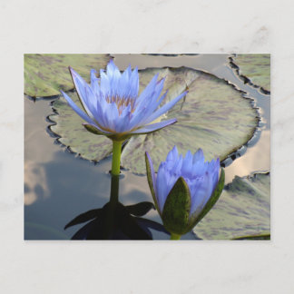 Blue Lotus Duet Vykort