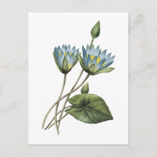Blue lotus(Nymphaea caerulea) av Redouté Vykort
