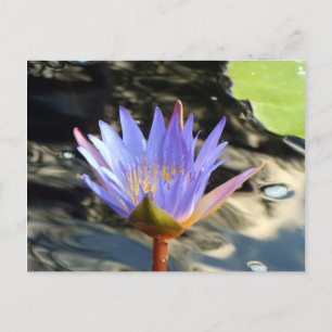 Blue Lotus Vykort
