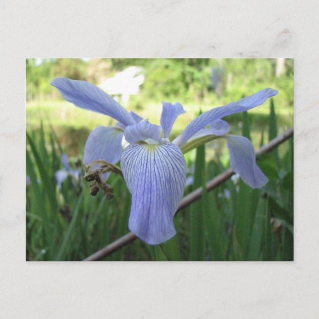 Blue Louisiana Iris Vykort (Framsida)