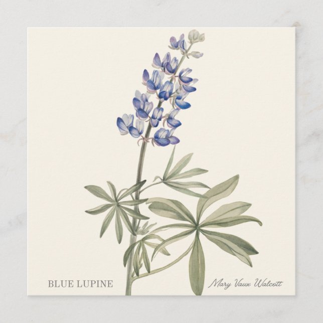 Blue Lupine by Mary Walcott (Framsida)