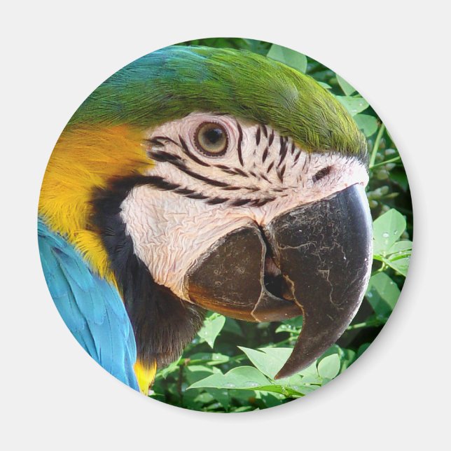 Blue Macaw Parrot Magnet (Framsidan)