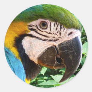 Blue Macaw Parrot Sticker Runt Klistermärke