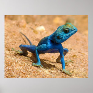 Blue Male Agama Sinaita Lizard på Sand Poster