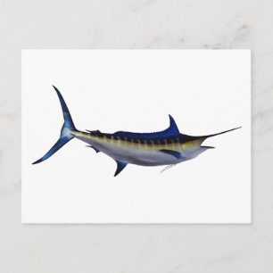 Blue Marlin Fish Vykort