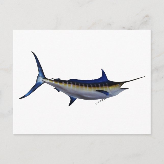 Blue Marlin Fish Vykort (Framsida)