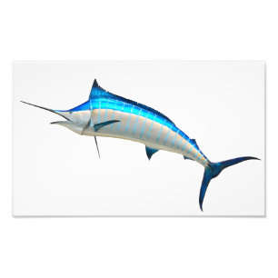 Blue Marlin Game Fish Fototryck