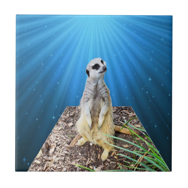 Blue Meerkat Night. Kakelplatta (Framsidan)