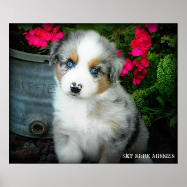 Blue Merle Aussie 2 Puppy Poster (Framsidan)