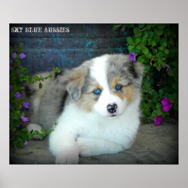 Blue Merle Aussie 3 Puppy Poster (Framsidan)