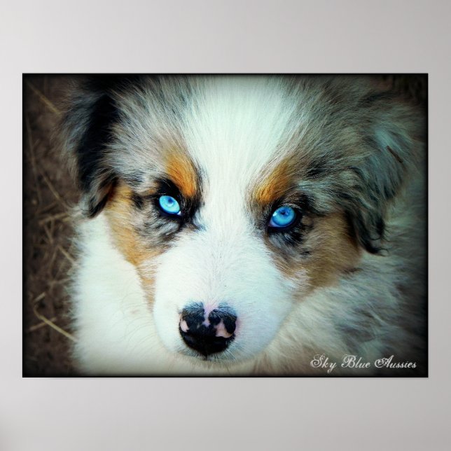 Blue Merle Aussie Puppy Poster (Framsidan)