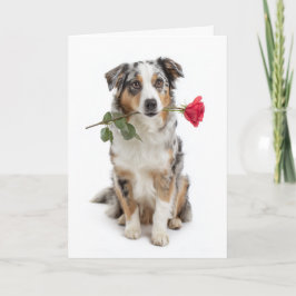 Blue Merle Aussie Valentine – Devoted Love Kort