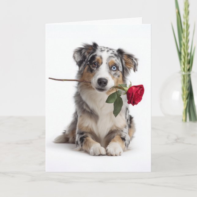 Blue Merle Aussie Valentine – Hängiven kärlek Kort (Framsida)