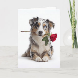 Blue Merle Aussie Valentino – Hängiven Kärlek Kort