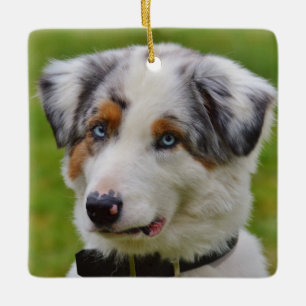 Blue Merle Australian shepherd Puppy Julgransprydnad Keramik