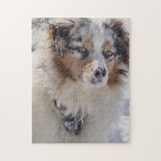 Blue Merle Australian shepherd Pussel