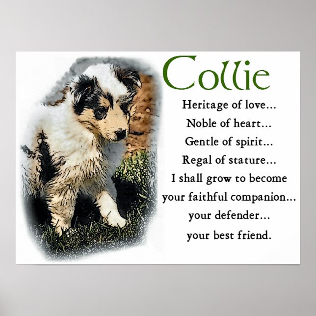 Blue Merle Collie Gifts Poster (Framsidan)