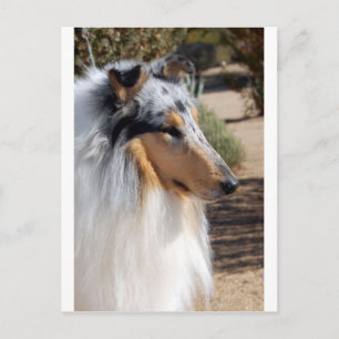 Blue Merle Collie Porträtt Vykort