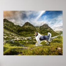 Blue Merle Collie Sheep samlare in Highlands -