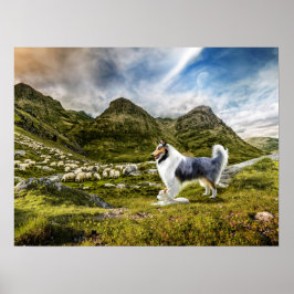 Blue Merle Collie Sheep samlare in Highlands - Poster
