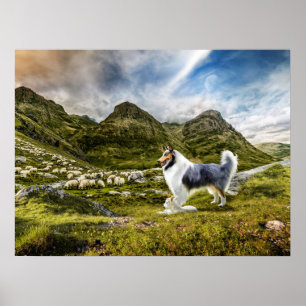 Blue Merle Collie Sheep samlare in Highlands - Poster