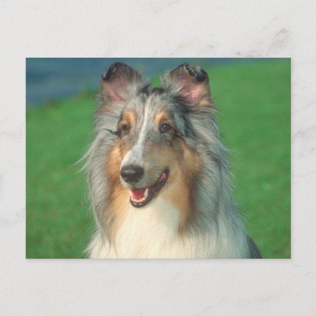 Blue Merle Collie Vykort (Framsida)