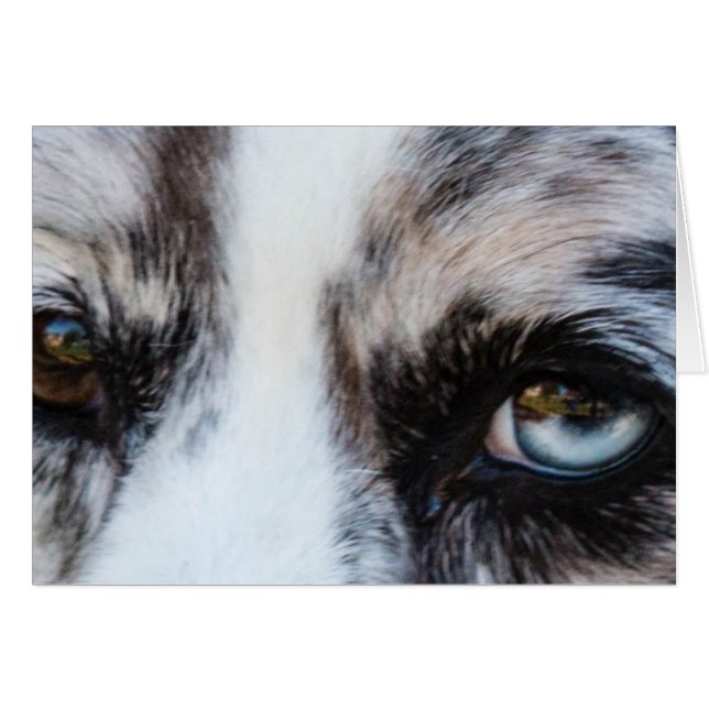 Blue Merle Hund Hälsningskort (Framsidan Horizontal)