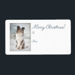 Blue Merle Sheltie julklapp Stickers Fraktsedel<br><div class="desc">De här vackra julklapparna för Blue Merle Shetland Sheepdog är perfekt för alla Sheltie älskare.</div>