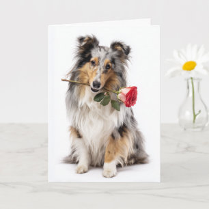 Blue Merle Sheltie Valentine – Öm tillgivenhet Kort