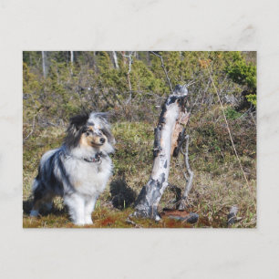 Blue Merle Shetland Sheepdog Hund Vykort