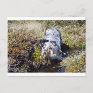 Blue Merle Shetland Sheepdog Vykort
