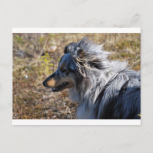 Blue Merle Shetland Sheepdog Vykort