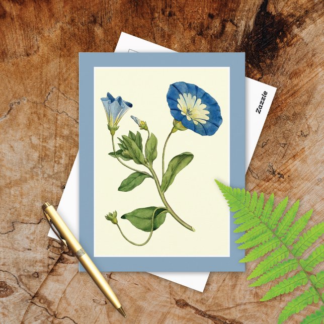 Blue Morning Glory Vine Illustration Postcard Vykort (Skapare uppladdad)