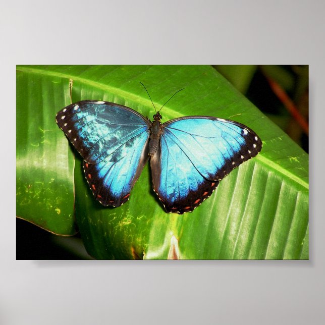 Blue Morph Butterfly Poster (Framsidan)