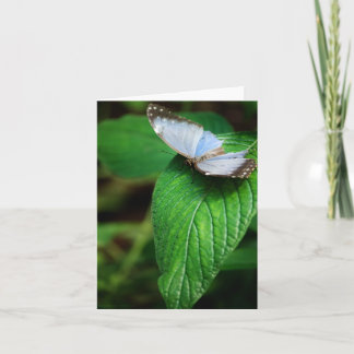 Blue Morpho 112-kort Kort