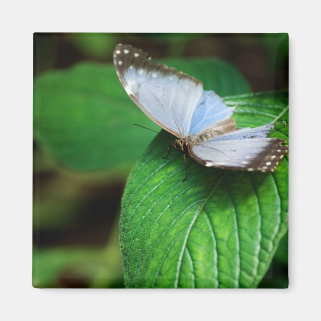 Blue Morpho 112 Magnet (Framsidan)