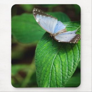 Blue Morpho 112 Mousepad Musmatta