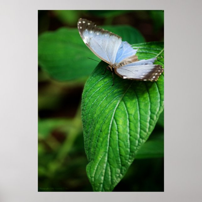 Blue Morpho 112 Skriv ut Poster (Framsidan)
