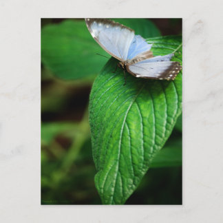 Blue Morpho 112 vykort