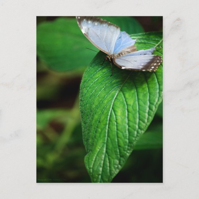 Blue Morpho 112 vykort (Framsida)