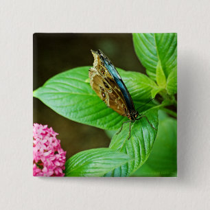 Blue Morpho 143 Button Knapp