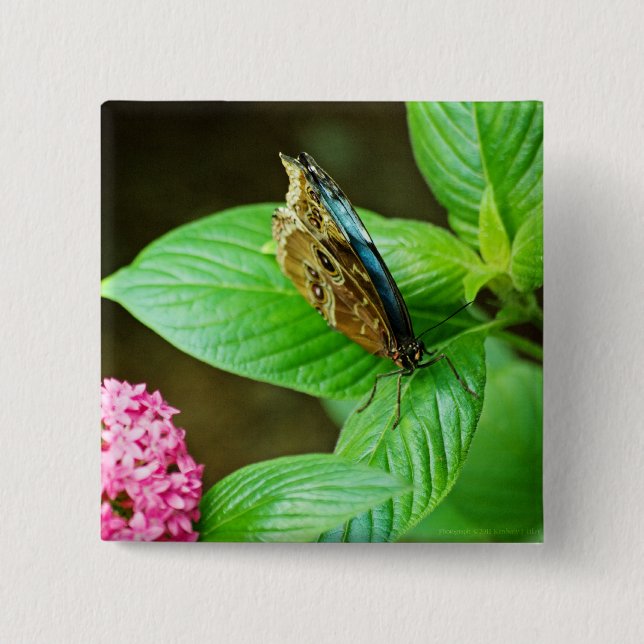 Blue Morpho 143 Button Knapp (Framsida)