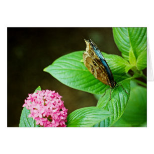 Blue Morpho 143-kort OBS Kort