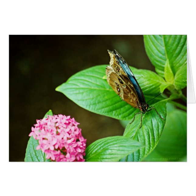 Blue Morpho 143-kort OBS Kort (Framsidan Horizontal)