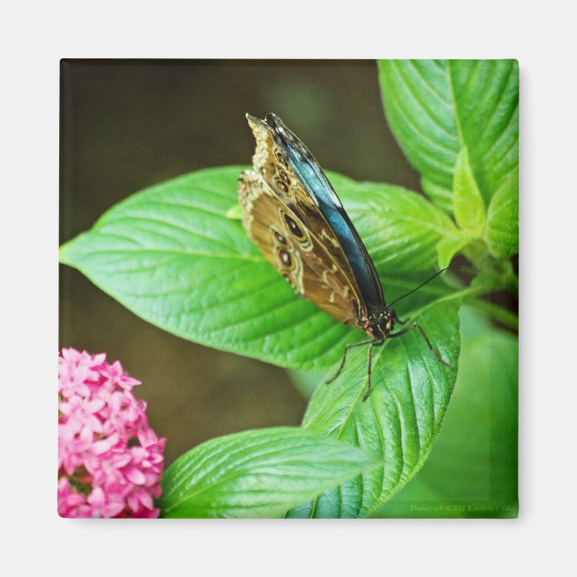 Blue Morpho 143 Magnet (Framsidan)