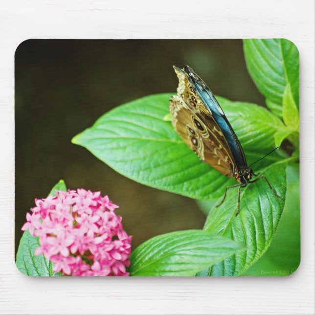 Blue Morpho 143 Mousepad Musmatta (Framsidan)