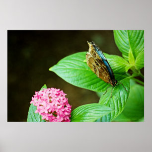 Blue Morpho 143 Print Poster