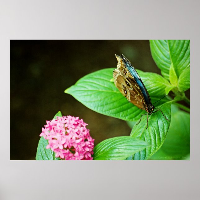 Blue Morpho 143 Print Poster (Framsidan)