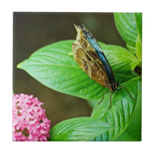 Blue Morpho 143 Tile Kakelplatta
